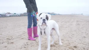 Baie de Somme avec son chien : plages, balades et règles à vérifier