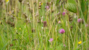 Nature in Baie de Somme: walks, birds and safety tips