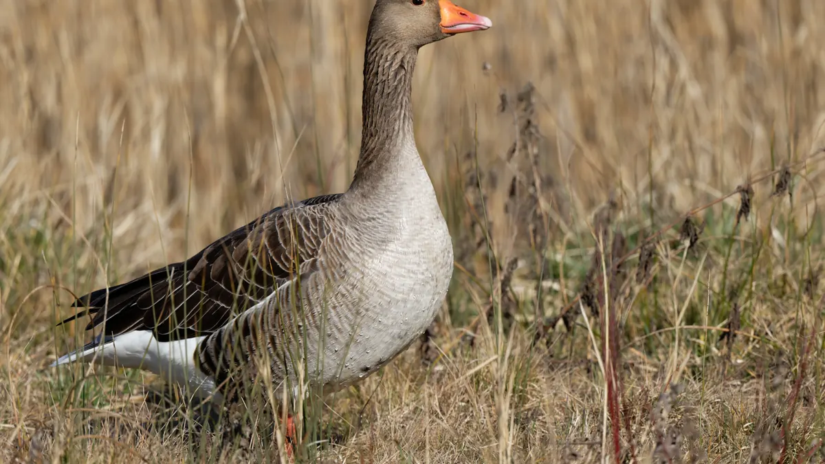 Greylag geese observed at Parc du Marquenterre