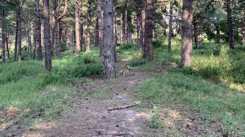 Chemin et poste d’observation au Parc du Marquenterre