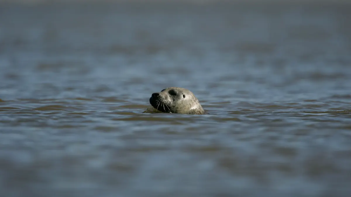 Phoque veau-marin observé en Baie de Somme