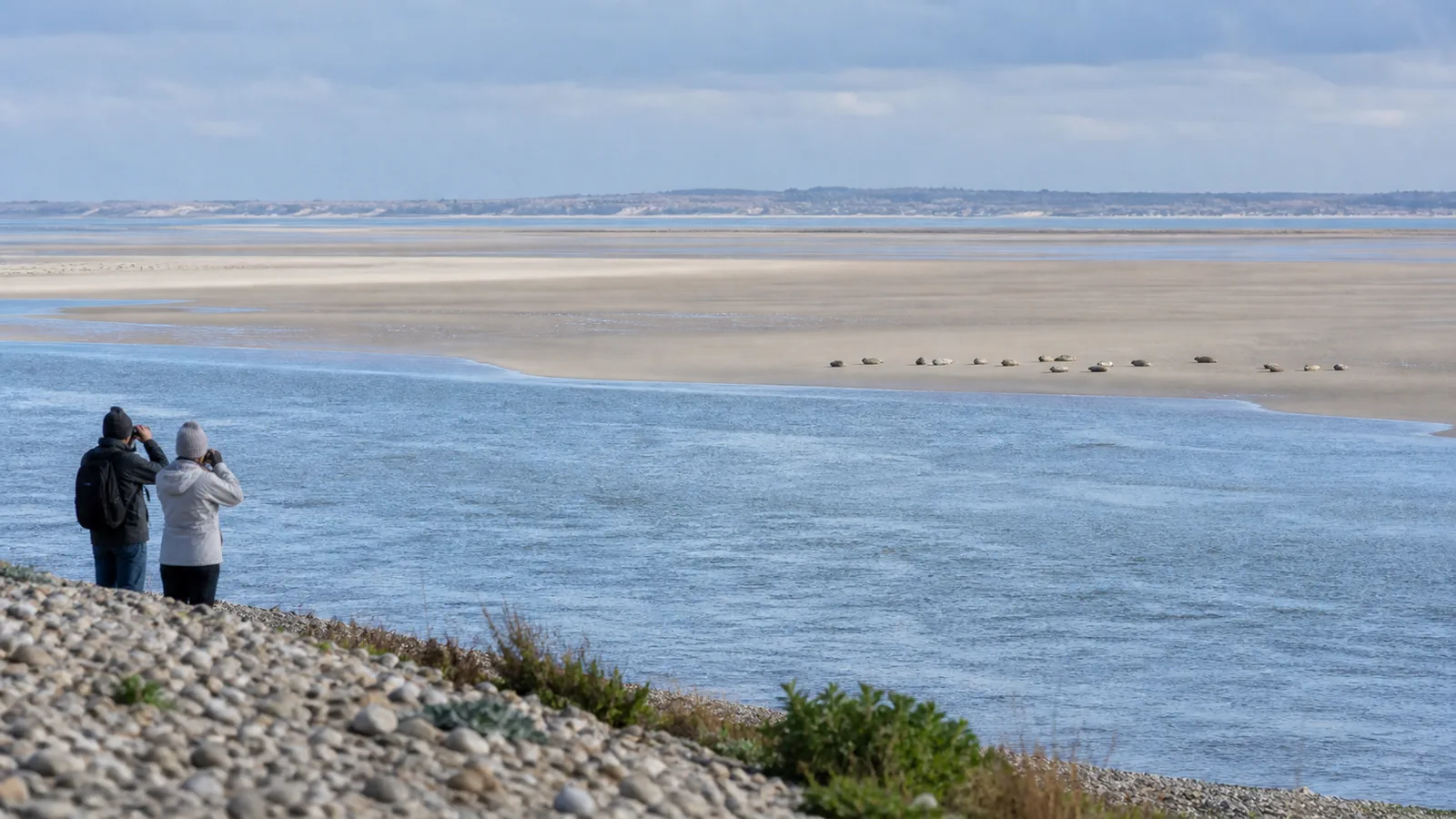 Observation des phoques à distance sur les bancs de sable en Baie de Somme