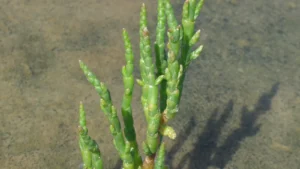 Samphire in Baie de Somme: season, picking rules and practical tips
