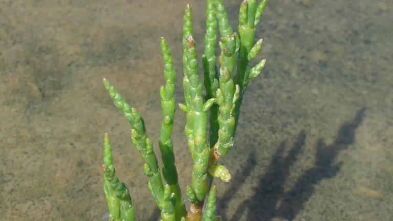 Glasswort used to illustrate a guide on foraging in the Baie de Somme